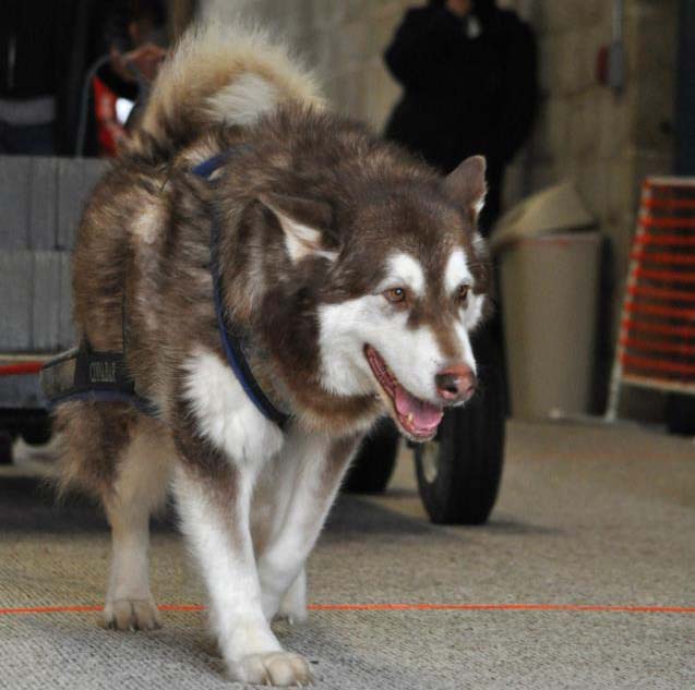 Canine Weight Pull