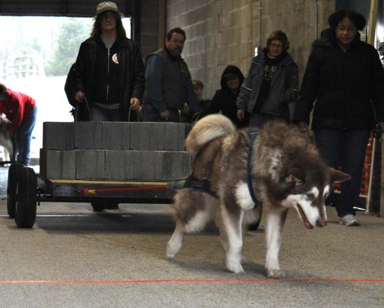 Canine Weight Pull