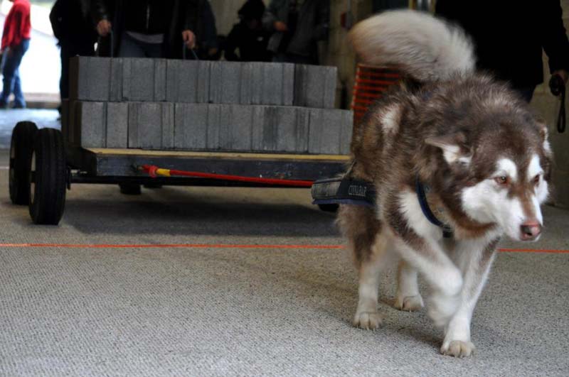 Canine Weight Pull