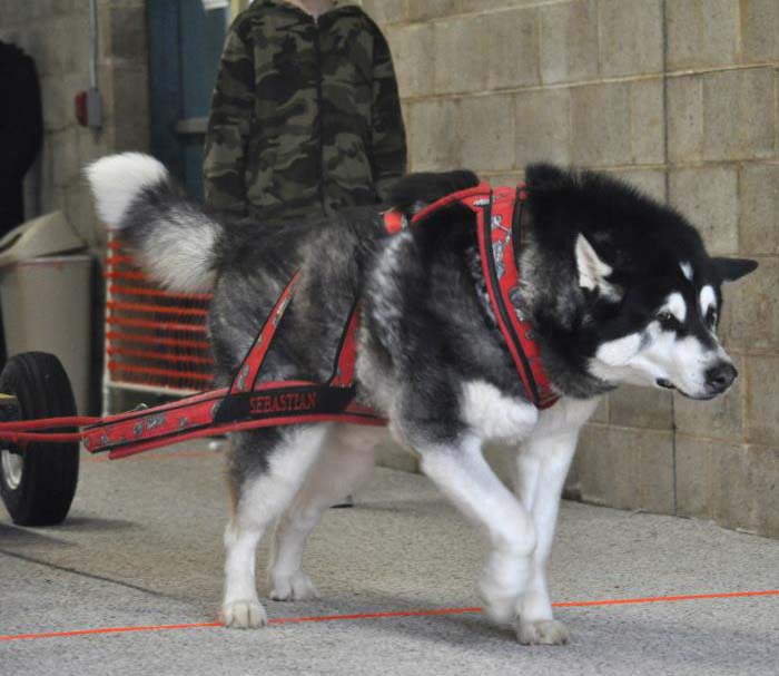 Canine Weight Pull