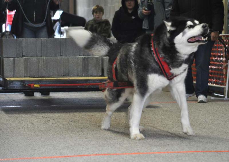 Canine Weight Pull