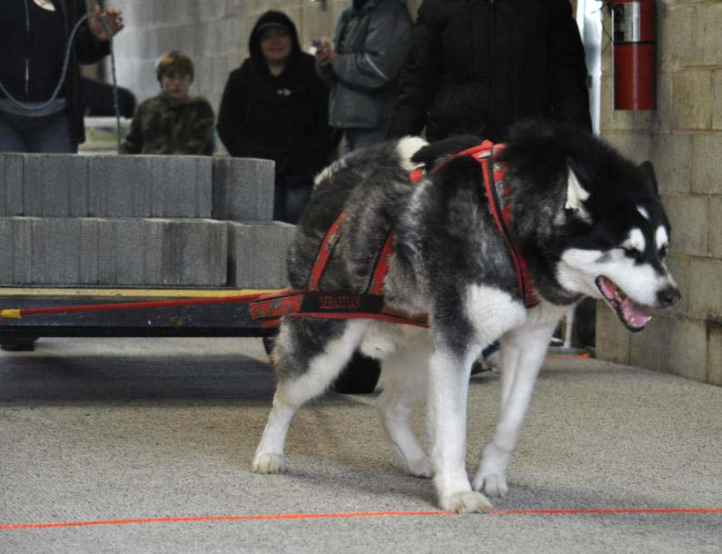 Canine Weight Pull