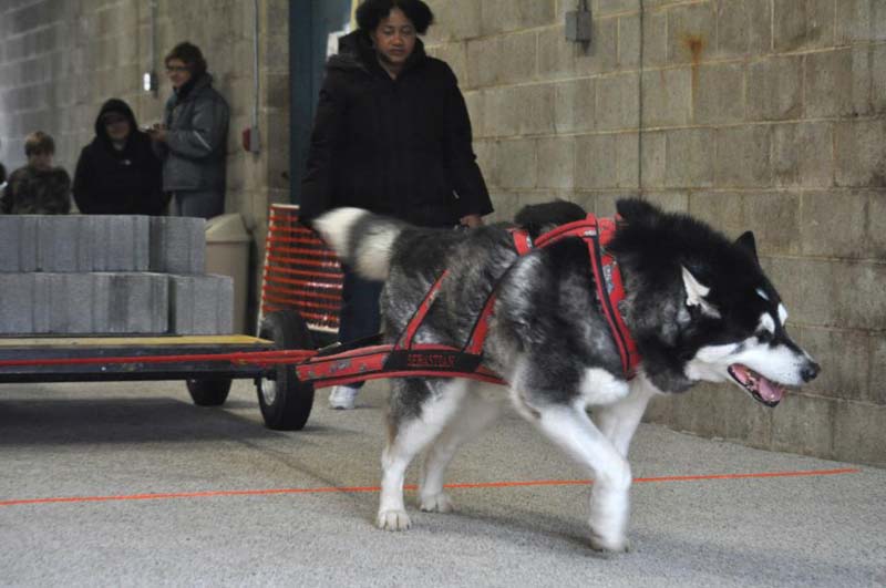 Canine Weight Pull