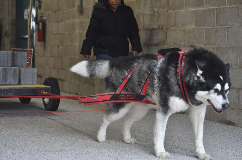 Canine Weight Pull