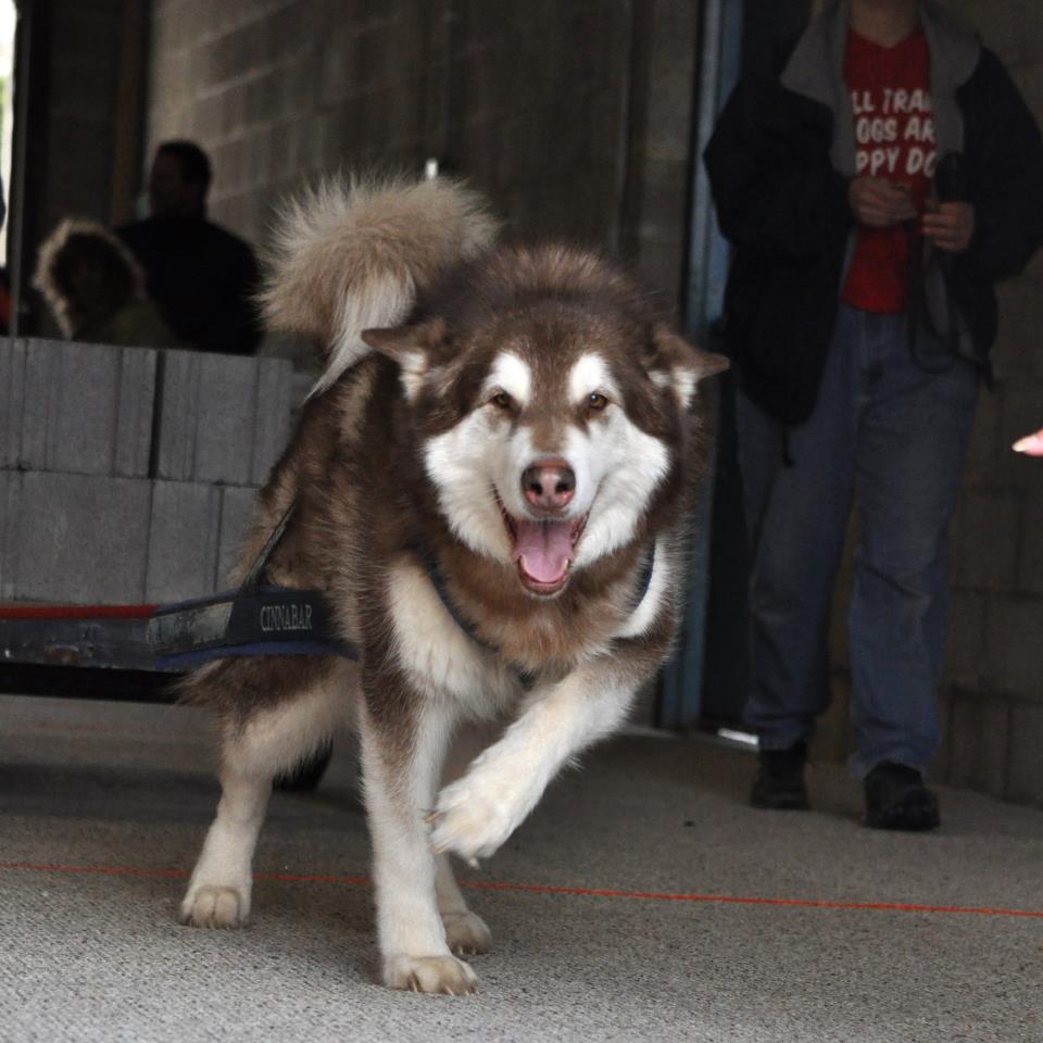 Canine Weight Pull