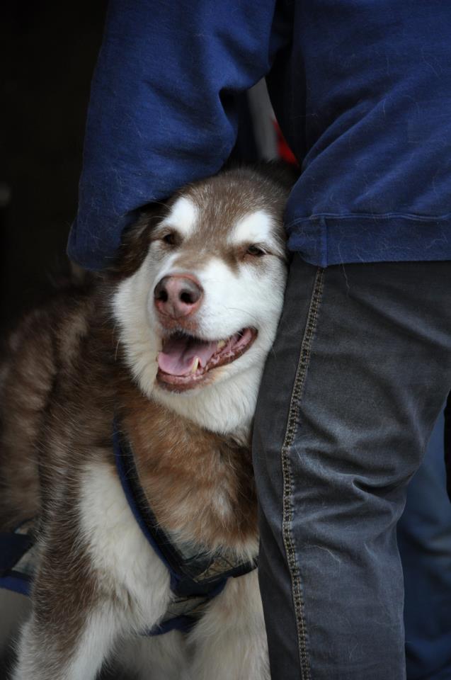 Canine Weight Pull