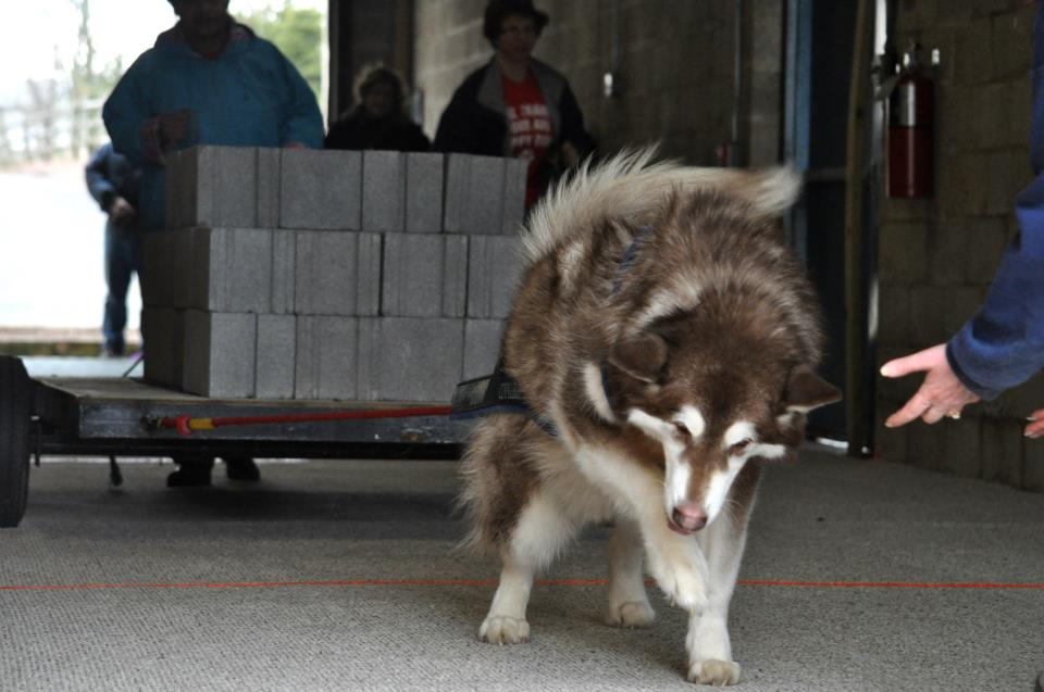 Canine Weight Pull