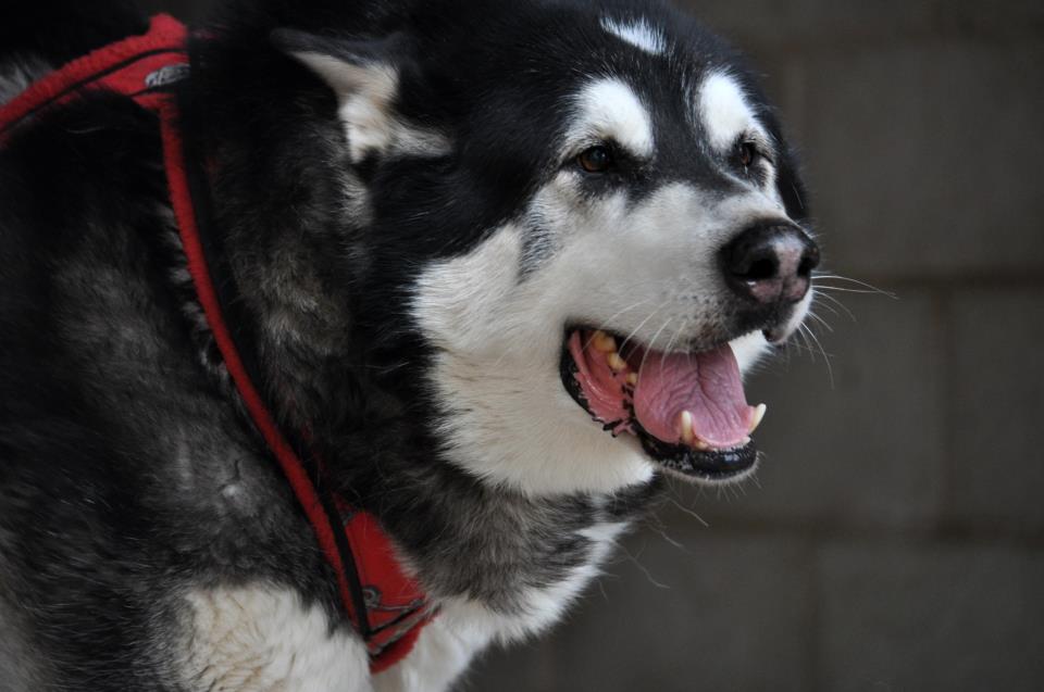 Canine Weight Pull