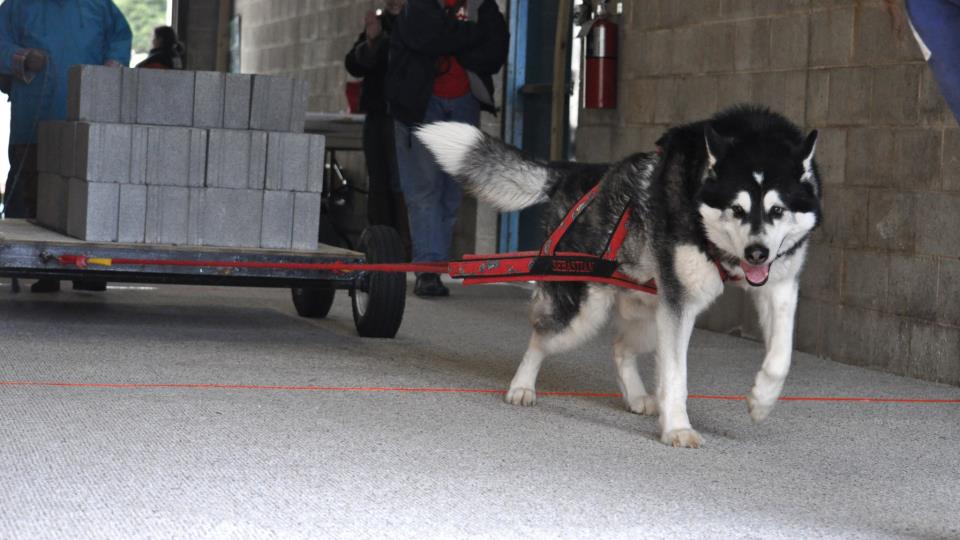 Canine Weight Pull