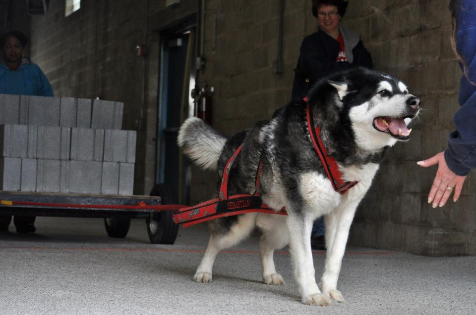 Canine Weight Pull