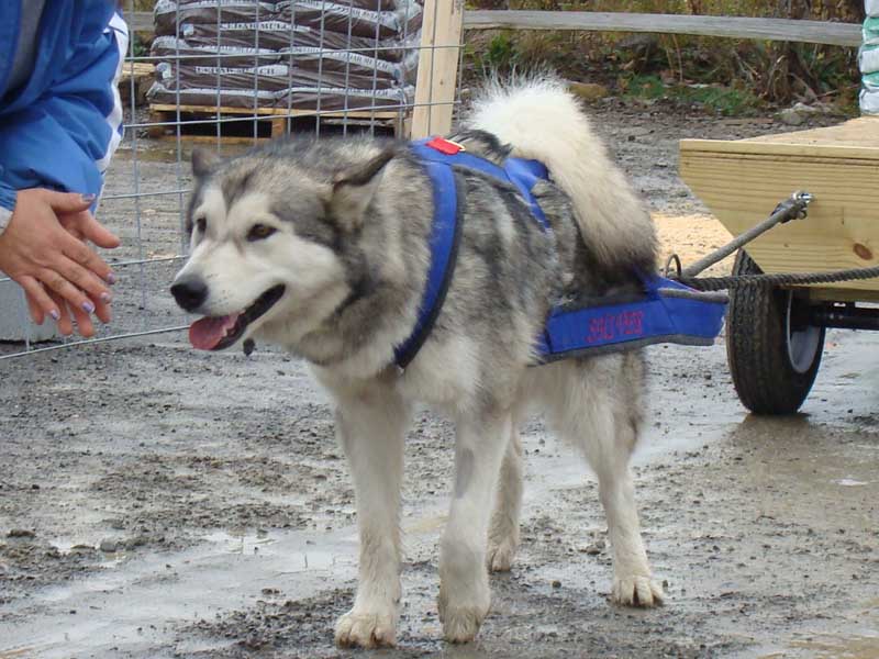 Canine Weight Pull