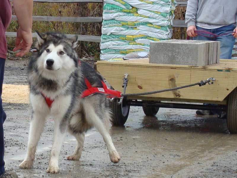 Canine Weight Pull