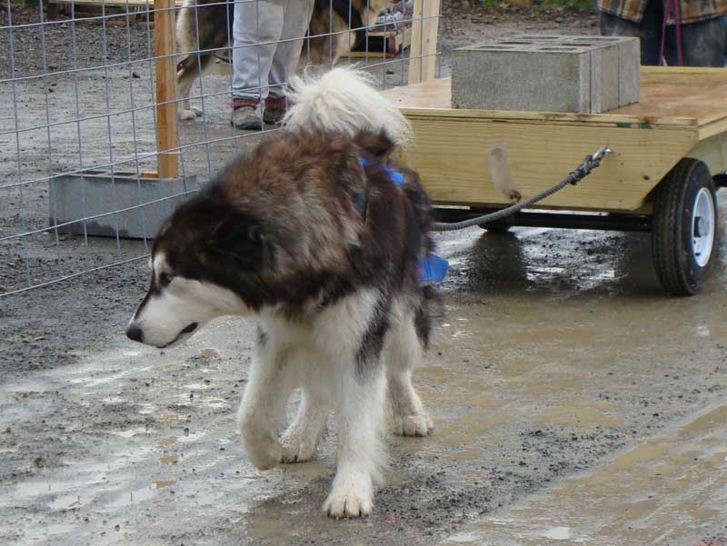 Canine Weight Pull