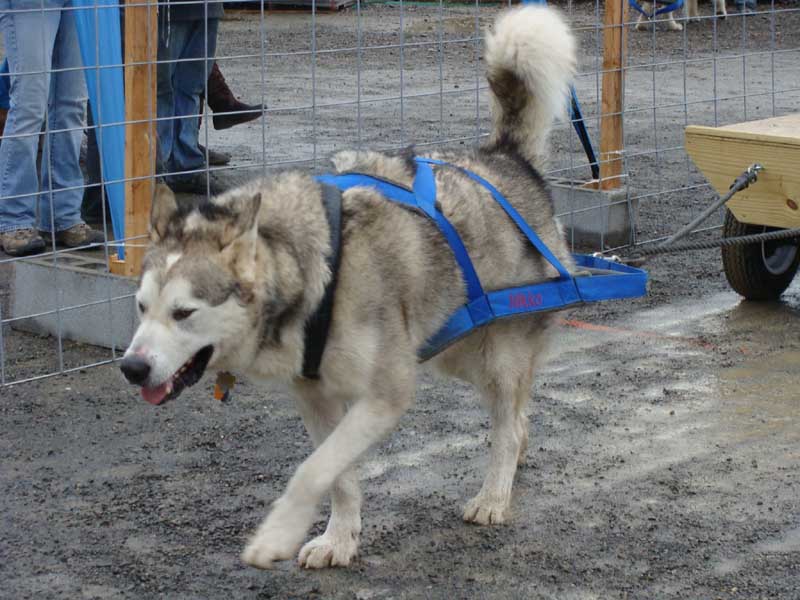 Canine Weight Pull