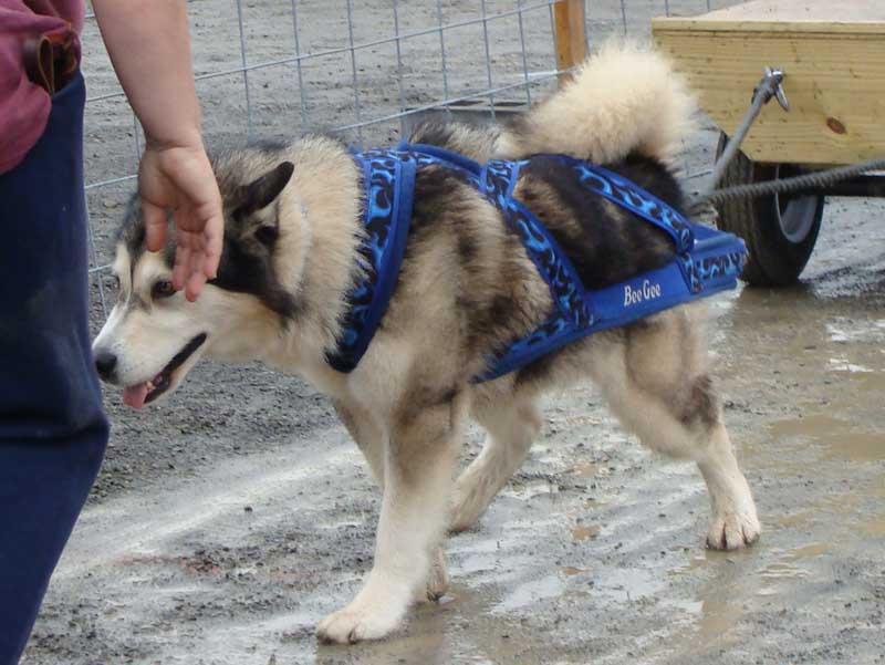 Canine Weight Pull