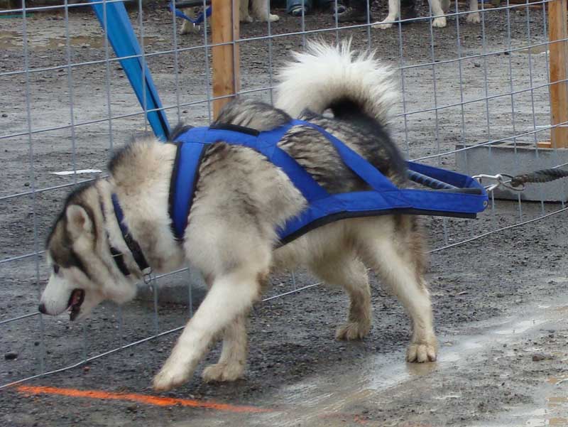 Canine Weight Pull