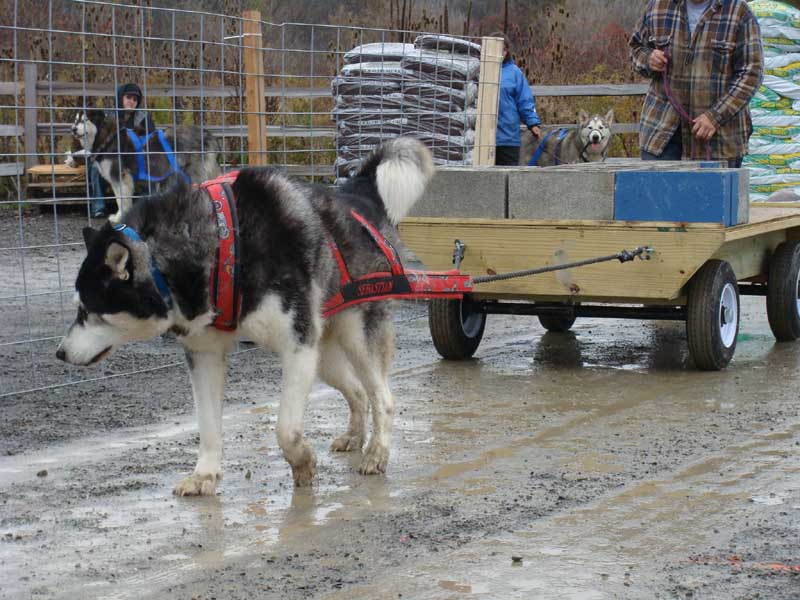 Canine Weight Pull