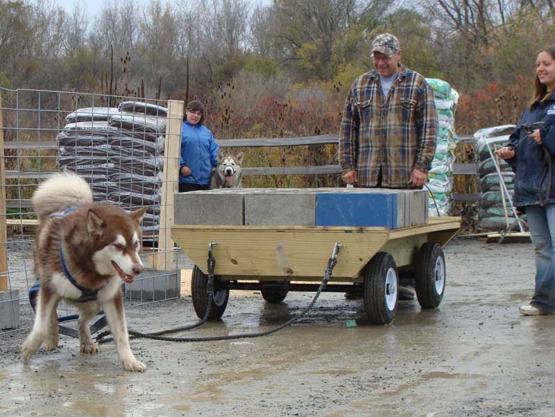 Canine Weight Pull