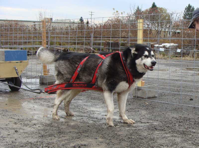 Canine Weight Pull