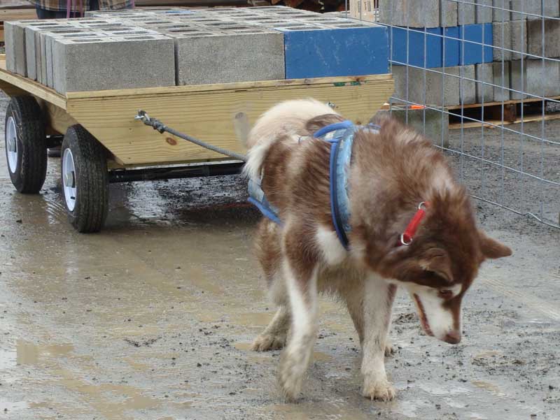 Canine Weight Pull