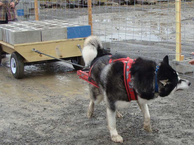 Canine Weight Pull