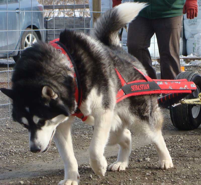 Canine Weight Pull