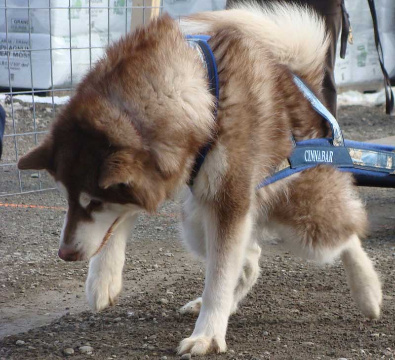 Canine Weight Pull