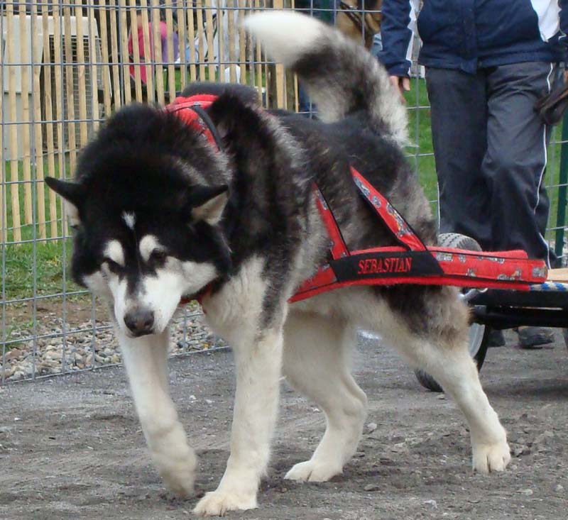 Canine Weight Pull