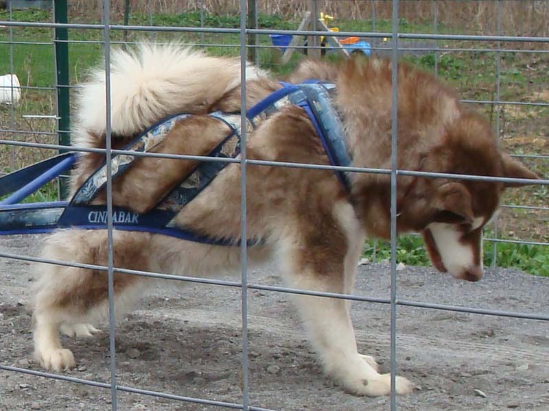 Canine Weight Pull