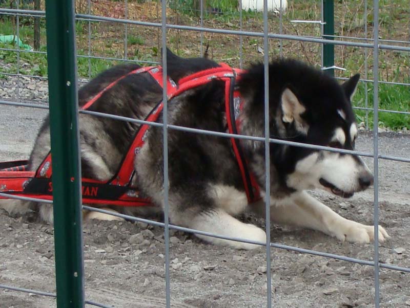 Canine Weight Pull