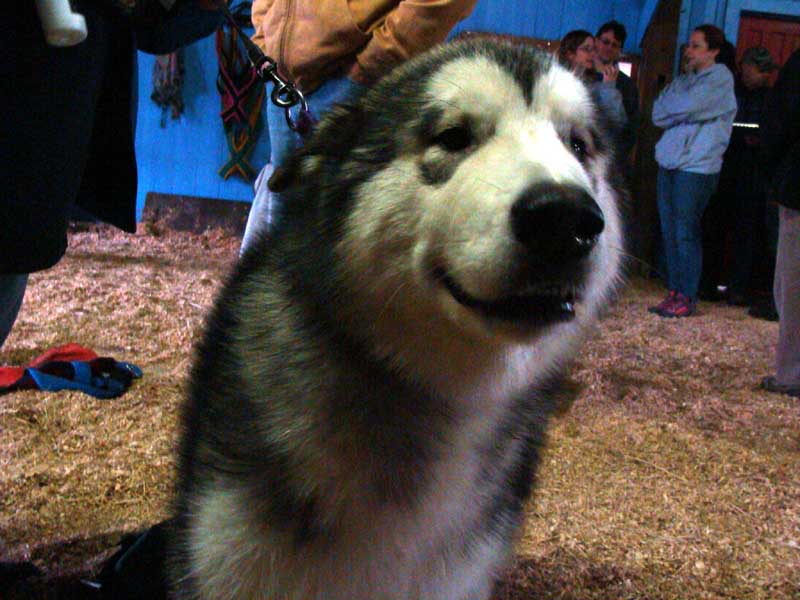 Canine Weight Pull