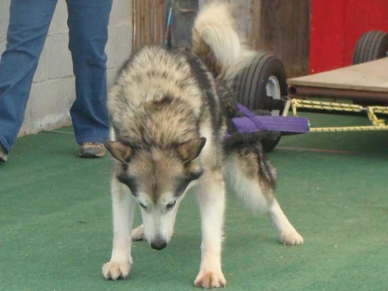 Canine Weight Pull