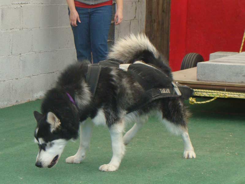 Canine Weight Pull