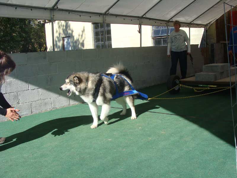 Canine Weight Pull