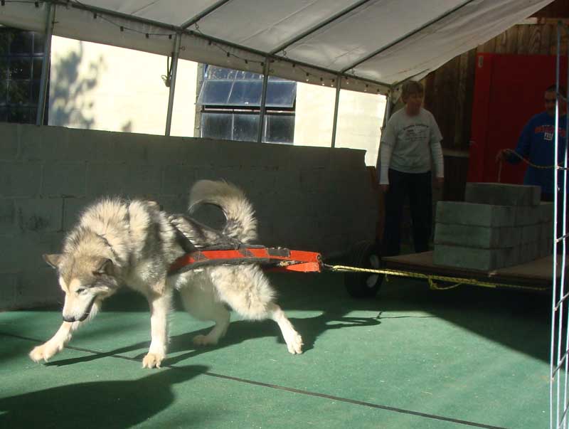 Canine Weight Pull