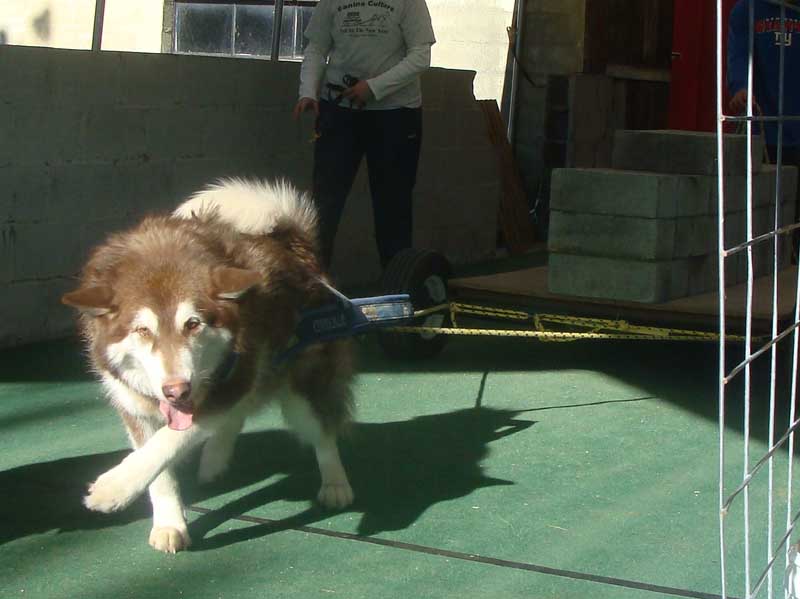 Canine Weight Pull