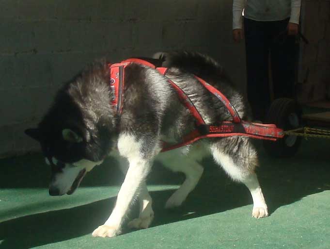 Canine Weight Pull