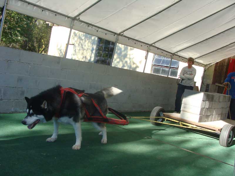 Canine Weight Pull