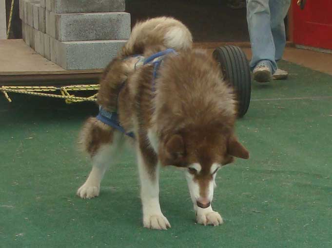 Canine Weight Pull