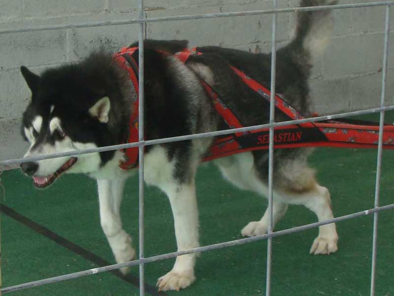 Canine Weight Pull