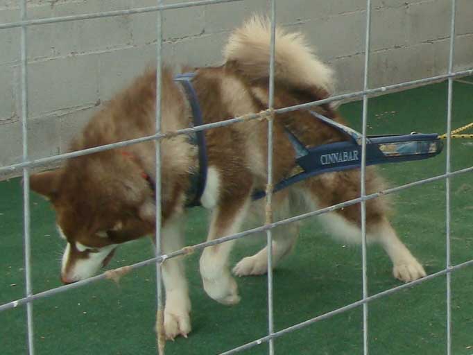 Canine Weight Pull