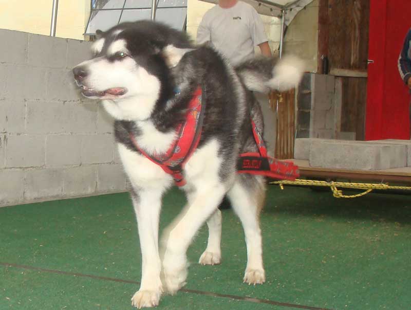 Canine Weight Pull