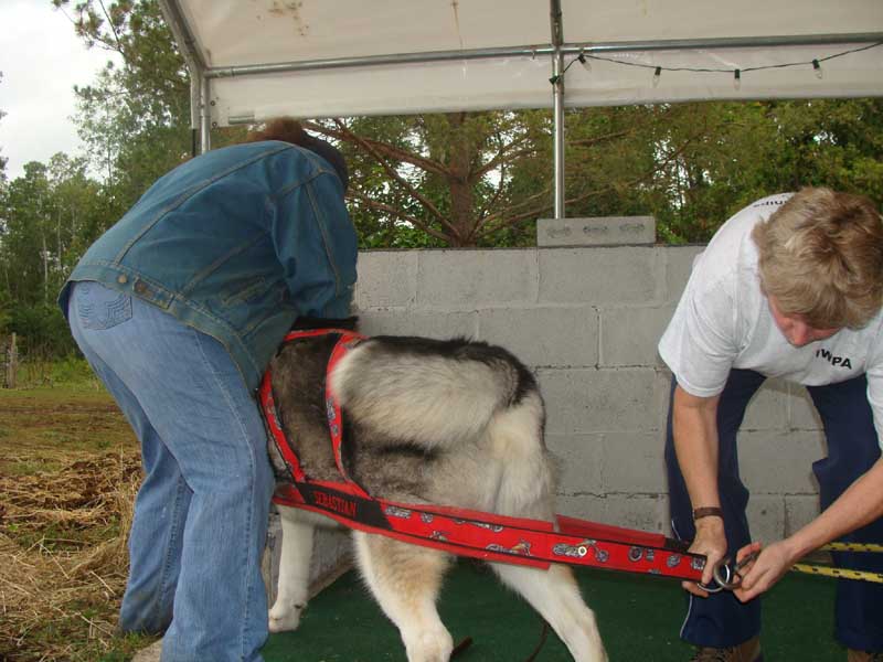 Canine Weight Pull