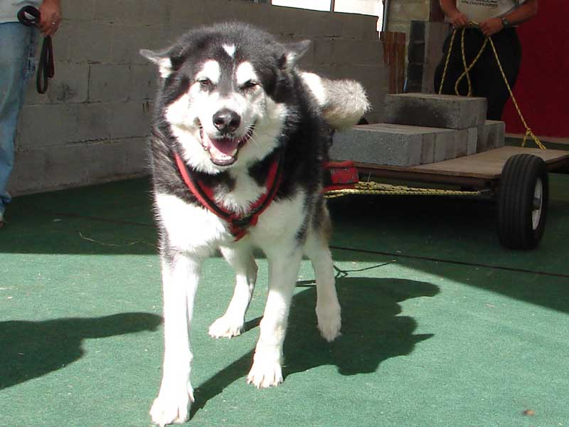 Canine Weight Pull