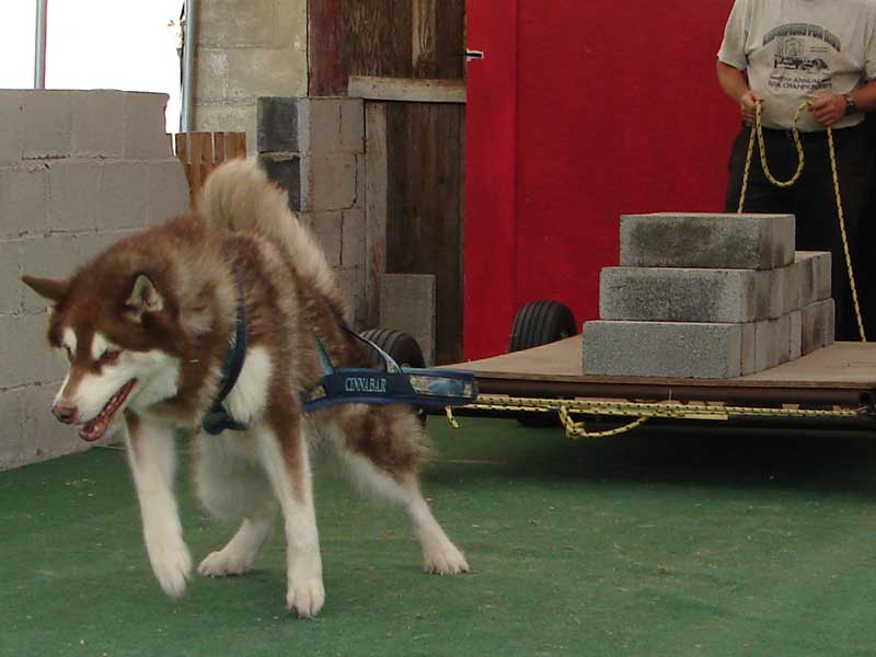 Canine Weight Pull