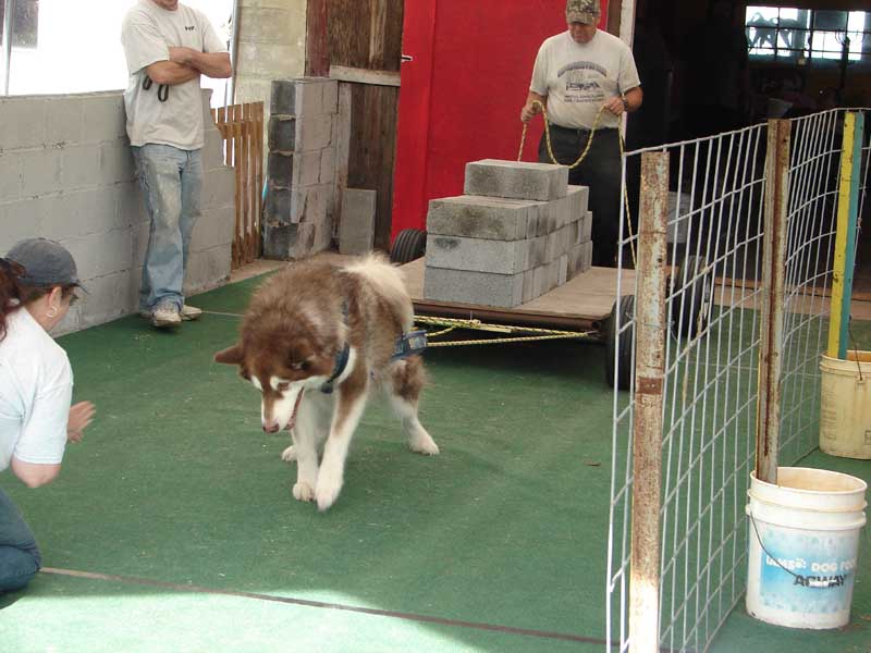 Canine Weight Pull