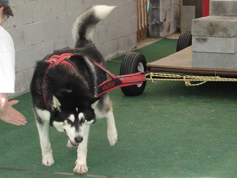 Canine Weight Pull