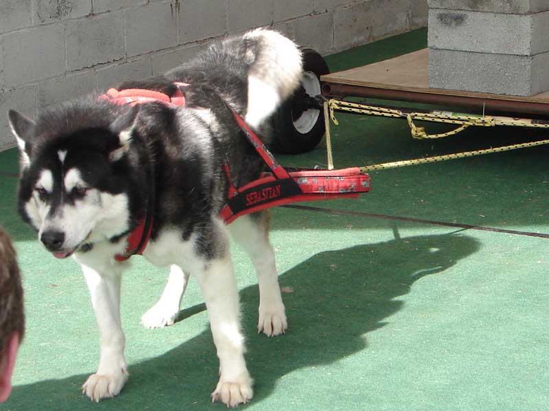 Canine Weight Pull