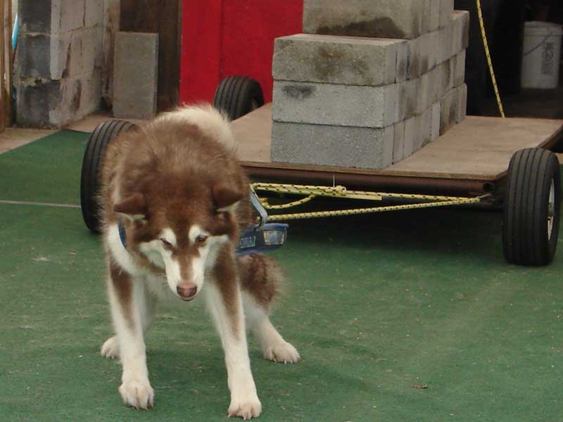 Canine Weight Pull