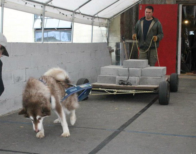 Canine Weight Pull